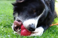 border-collie-coda-kong-kauen-01