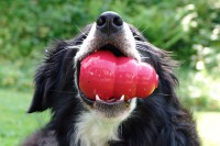 border-collie-coda-kong-kauen-02