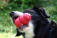 border-collie-coda-kong-kauen-05