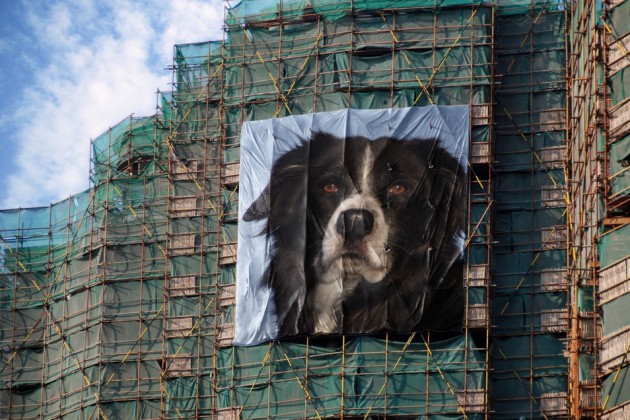 border-collie-coda-photofunia-fassade