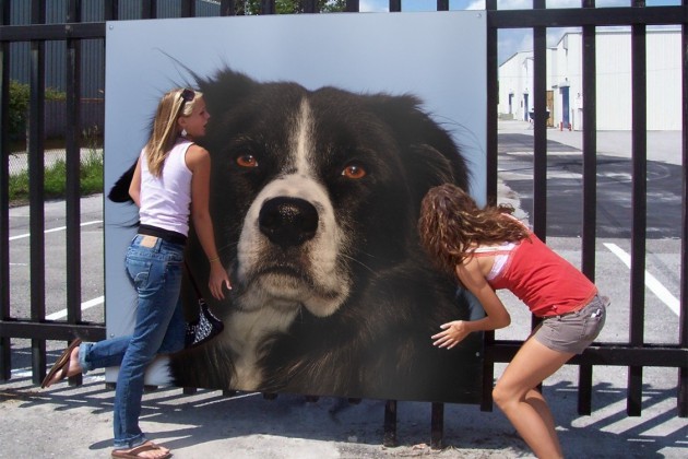 border-collie-coda-photofunia-zaun