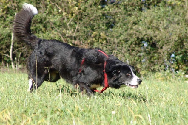 border-collie-coda-spielzeugsuche-00