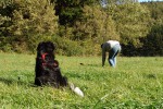 border-collie-coda-spielzeugsuche-02