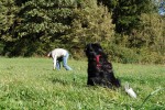 border-collie-coda-spielzeugsuche-03