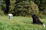 border-collie-coda-spielzeugsuche-04