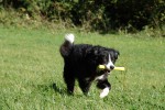 border-collie-coda-spielzeugsuche-08