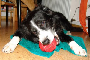 border-collie-coda-stuff-a-ball