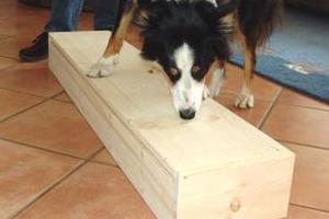 border-collie-meggan-scentbox-02