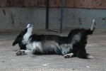 border-collie-rolle-01