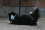 border-collie-rolle-03