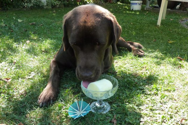 bruno-hundeeis-naturjoghurt-labrador