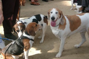 calming-signals-beagle-augen-zu-und-wegschauen