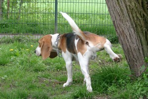 calming-signals-beagle-tierheim-pinkeln