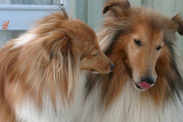 Beschwichtigungssignale Hunde Besser Verstehen Spass Mit Hund