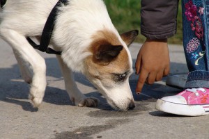 chica-spur