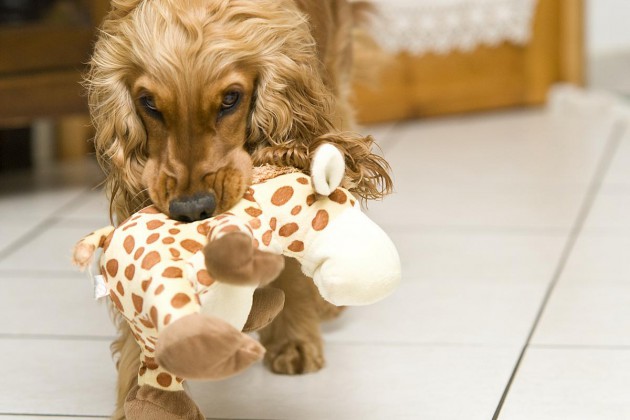 cocker-spielen-spielzeug-dog-107424