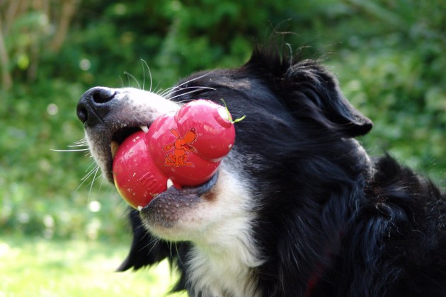 coda-kong-garten