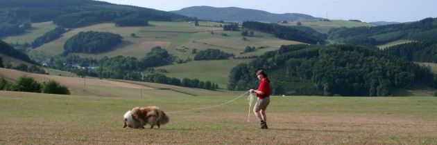 collie-queenie-faehrtenarbeit