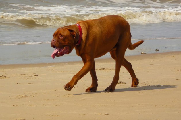 dog-250496-bordeaux-dogge-strand-meer