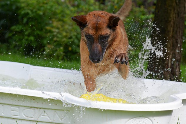 dog-pool-750563-malinois-spielzeug