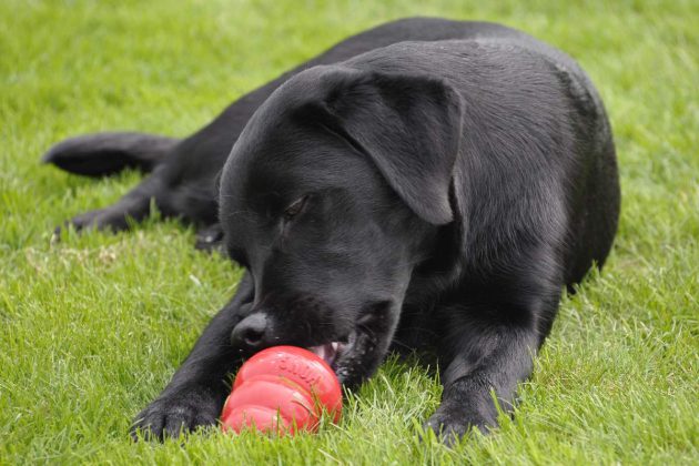 emma-hundeeis-kong-labrador