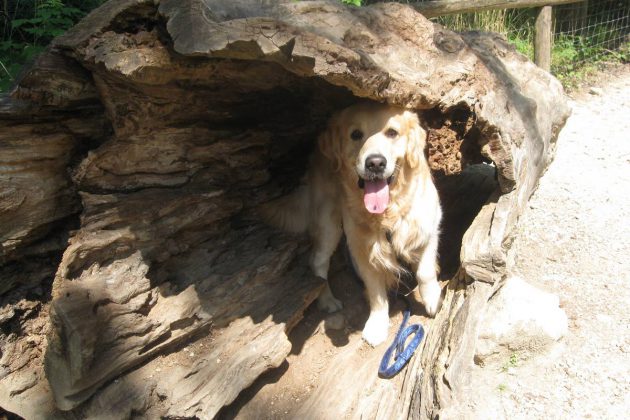grisu-keksdieb-krimispiel-retriever
