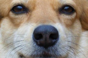 hund
