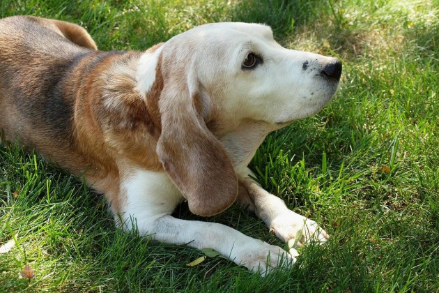 hund-beagle-senior