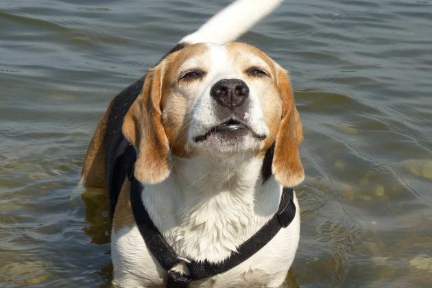 Wenn das Auto zum Backofen wird - Gefahr für Kinder und Hunde