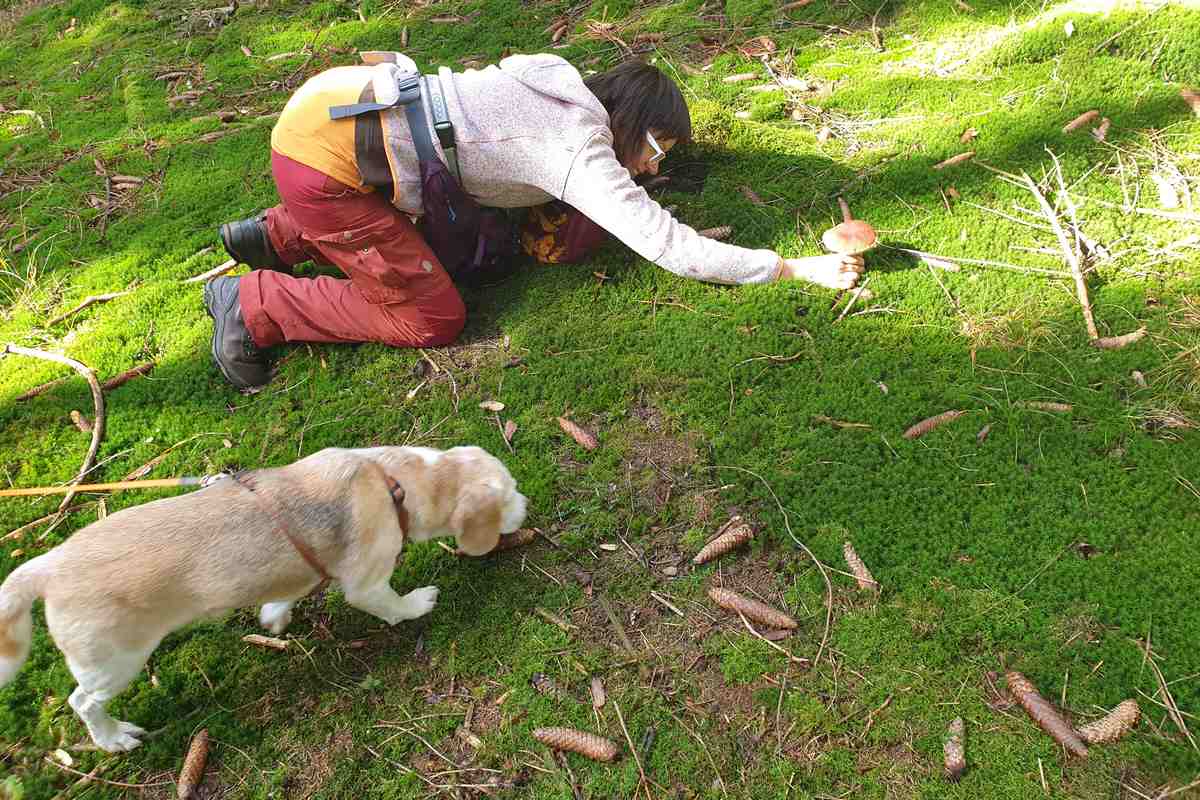 Pilz-vergnügt mit Hund | SPASS-MIT-HUND