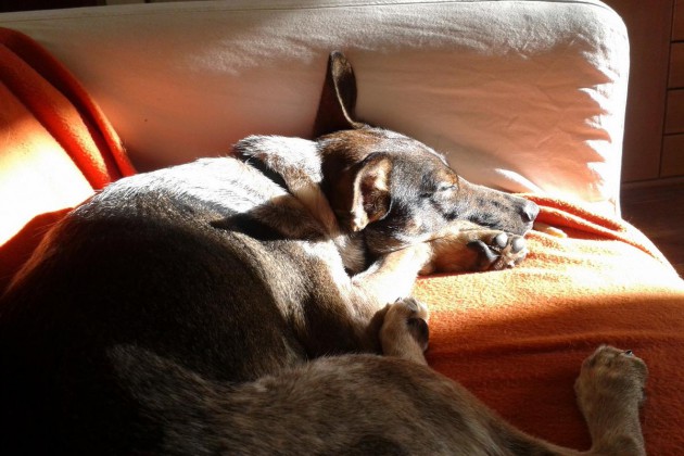hund-schlafend-sofa-sonne