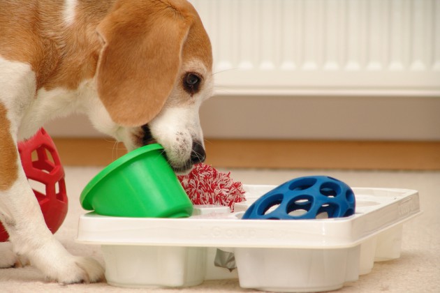 hundebrettspiel-blumentopftray-beagle-birte-02