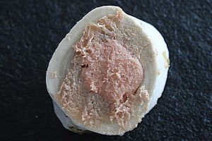 hundeeis-glace-rinderknochen-gefuellt