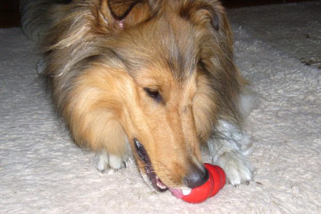 hundeeis-kong-remi-collie