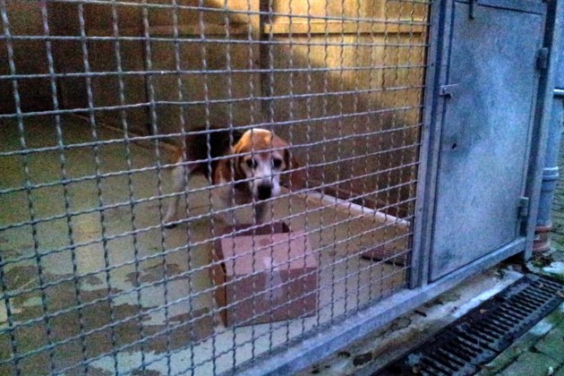 hundeglueck-im-schuhkarton-tierheim-soest-2014-10