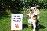 hundestunde-asta-lieblingstrick
