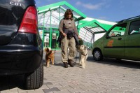 hundestunde-fussgehen-zwischen-autos