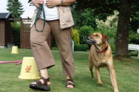 hundestunde-kimba-fussgeh-slalom