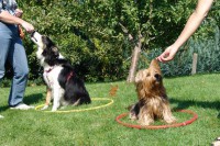 hundestunde-meggan-pina-sitz-im-reifen