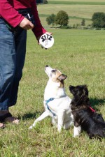 hundestunde-momo-chica-sitzdose
