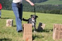 hundestunde-ronja-godzilla