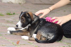 hundestunde-welpenstunde-zoom-groom