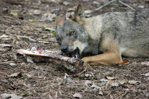 iberischer-wolf-mit-knochen