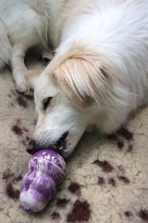 jenny-hundeeis-kong