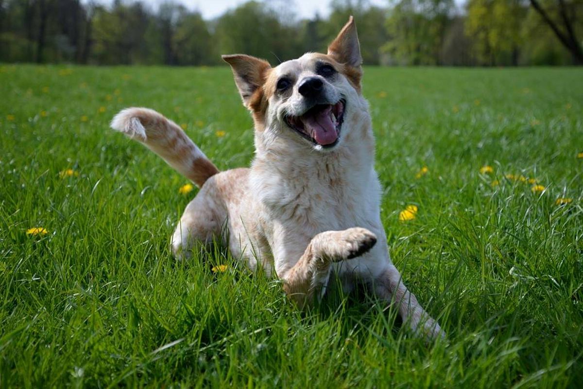 Einfach Mal Herumalbern Spieltipps Fur Hund Mensch Spass Mit Hund