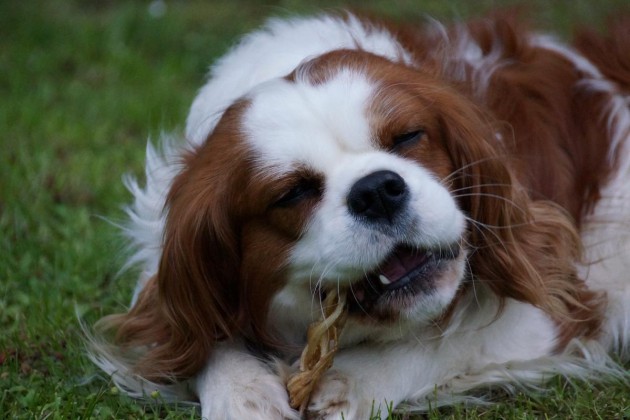 kaugesicht-chili-cavalier-king-charles-spaniel