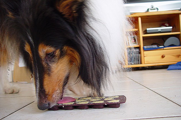 kaugesicht-elliot-collie-schlemmertablett