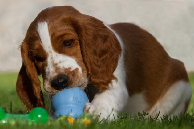 kaugesicht-stanley-welsh-springer-spaniel-kong