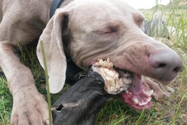 kaugesicht-weimaraner-nik-rinderohr