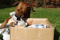 kimba-grosses-lunchpaket